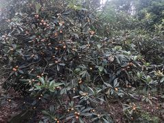 -塘栖枇杷特色园区