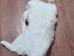 -王二甩老木子鸡(江湾店)