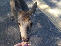 -心斋桥哈顿酒店