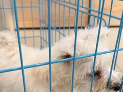 -艾贝尔宠物医院·24H转诊中心·肿瘤猫专科(江宁双龙店)