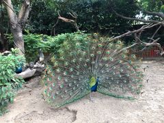 -广州长隆飞鸟乐园