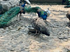 -西双版纳傣族园