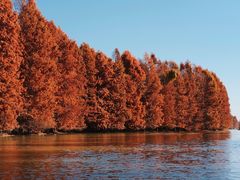 -上海海湾国家森林公园