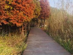 -溱湖国家湿地公园