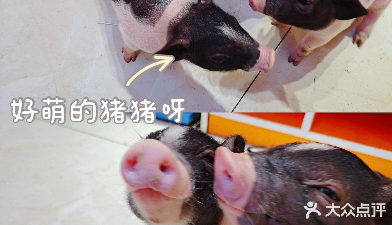 成都探店丨安哥拉巨兔超萌的