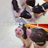 成都探店丨安哥拉巨兔超萌的