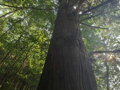 -天目山大树王景区