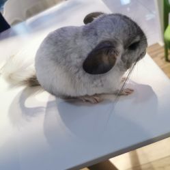 -Moni星球萌宠·小马宝莉·灵蛇·高端高阶全萌宠互动体验俱乐部(红豆国际广场店)