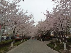 -高东镇樱花园