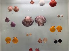 -青岛贝壳博物馆