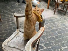 -喵屿·大理花园猫咖