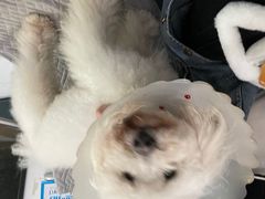 -西安京西宠物医院·瘫痪·疑难杂症