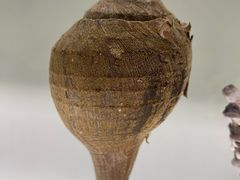 -青岛贝壳博物馆