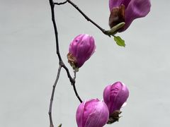 -大龙山(地铁站)