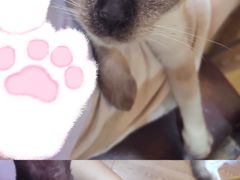 -李小姐の猫咖啡馆(五角场店)