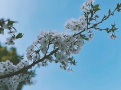 -新虹桥中心花园