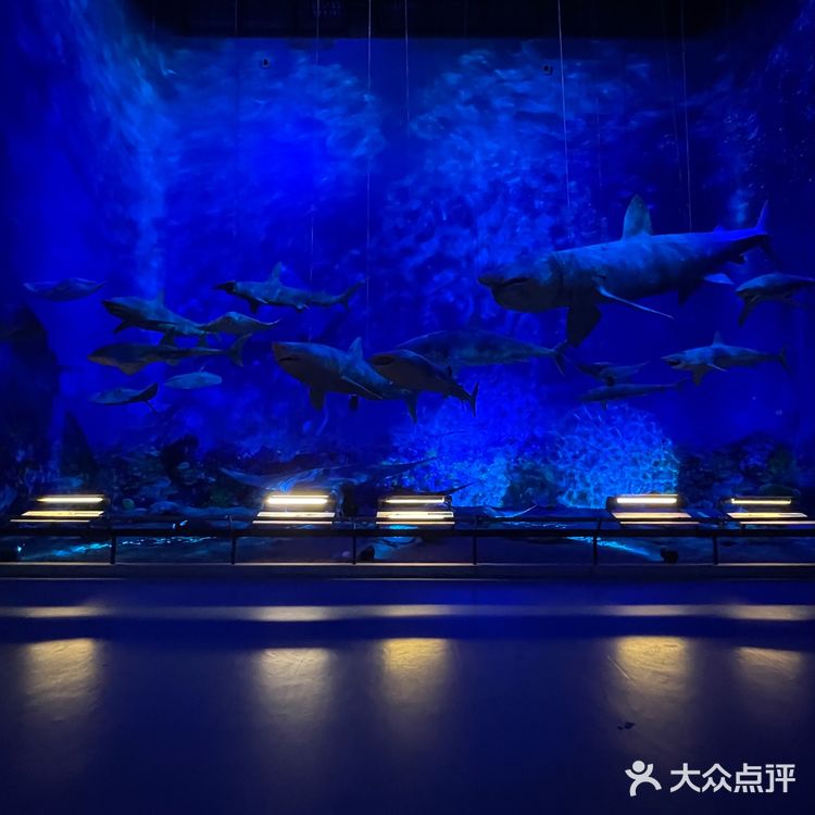 广州亲子好去处|来这里看大鲸鱼🐳广东省博物馆
