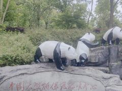 -都江堰中华大熊猫苑