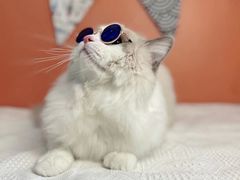 -喵五郎の猫咪酒店·专业洗护·寄养