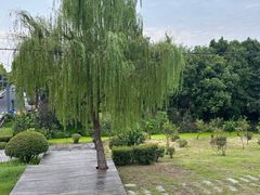 -合肥滨湖国家森林公园