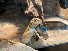 -酷以爬仙阁实体爬宠店·守宫·蜥蜴·专业繁育