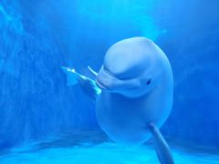 -多彩贵州城极地海洋世界