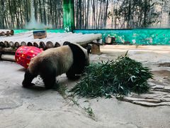 -杭州野生动物世界