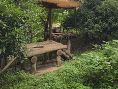 -都江堰中华大熊猫苑