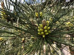 -远洋未来广场(育慧北路店)