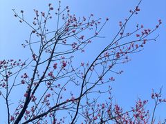 -桃花岭景区