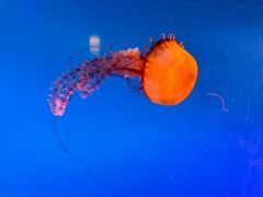 -太平洋海底世界