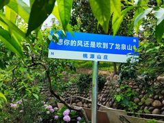-桃源山庄·水蜜桃采摘·柴火鸡·烧烤团建(龙泉山店)