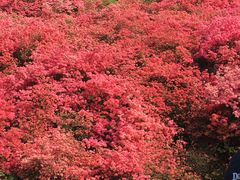 -木兰云雾山