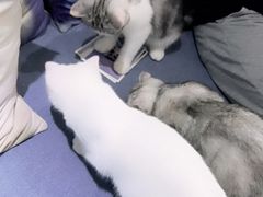 -喵的天空名猫咖啡馆·撸猫·猫舍·用品