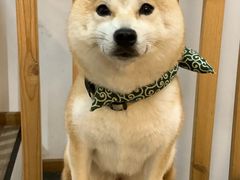 -柴迷FANS CLUB·柴犬狗咖·猫咖