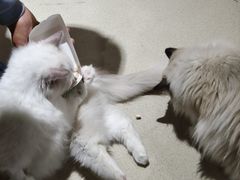 -藏猫猫咖啡主题馆(中央大道店)