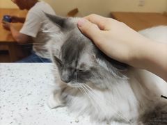 -滚猫咖啡·猫咖·猫友好撸猫(未来城店)