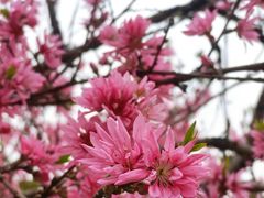 -南汇桃花村