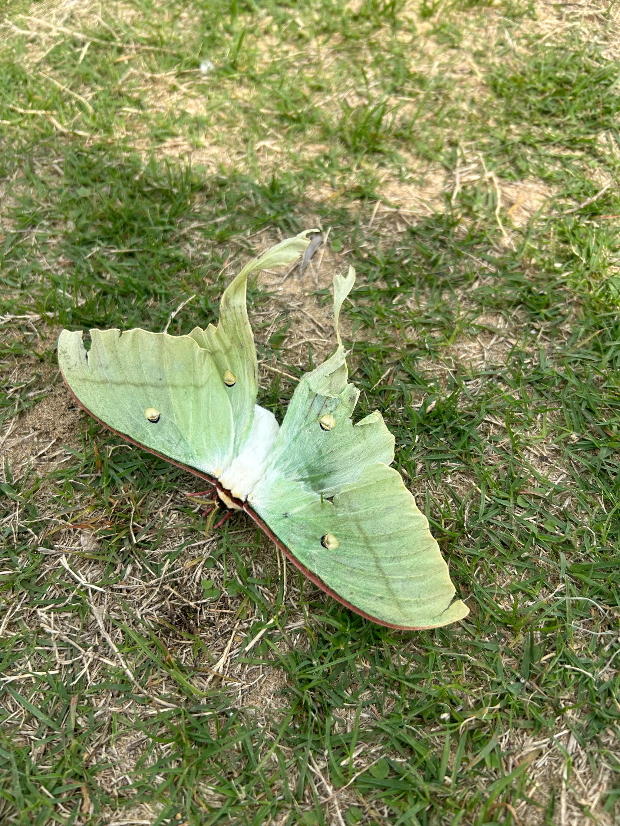 绿色透明翅膀的飞蛾图片