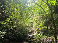 -莫里热带雨林景区