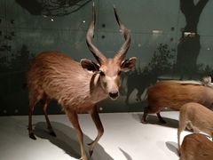 -贝林大翅鲸简餐厅(国家海洋博物馆店)