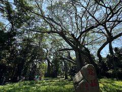 -瑞丽独树成林风景区