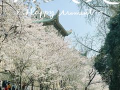 -武汉大学-樱园