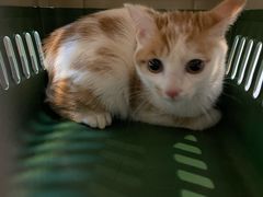 -御宝贝·A梦猫科宠物医院(国际猫友好医院)
