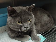 -瑞派宠物医院·犬猫全科·猫友好(宾水西道店)