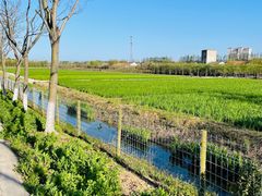 -上海长兴岛郊野公园