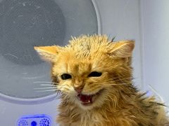 -钦宠·猫咪售卖·洗护·寄养(东圃旗舰店)