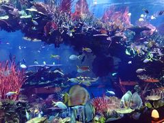 -迪拜帆船酒店海底餐厅