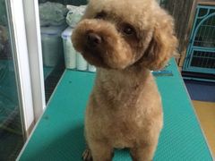 -喵宠乐园·撸猫互动·猫舍