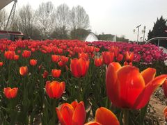 -石家庄市植物园